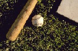 Bat / Ball